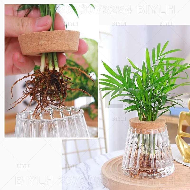 ClearRoot™ Hydroponic Glass Planter with Tray