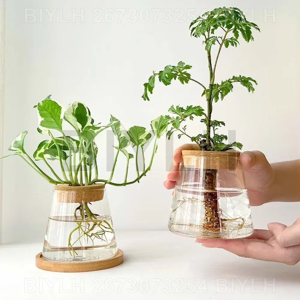 ClearRoot™ Hydroponic Glass Planter with Tray
