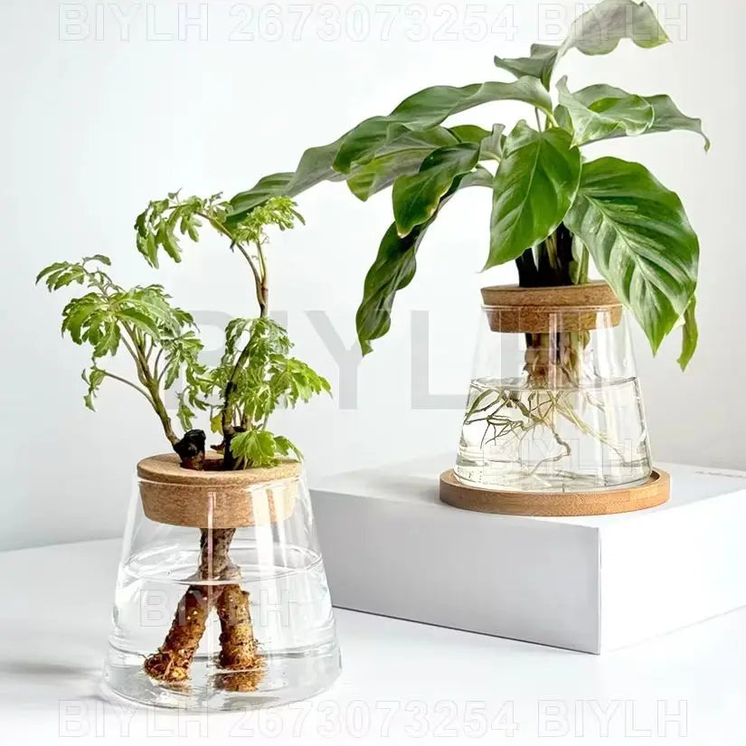 ClearRoot™ Hydroponic Glass Planter with Tray