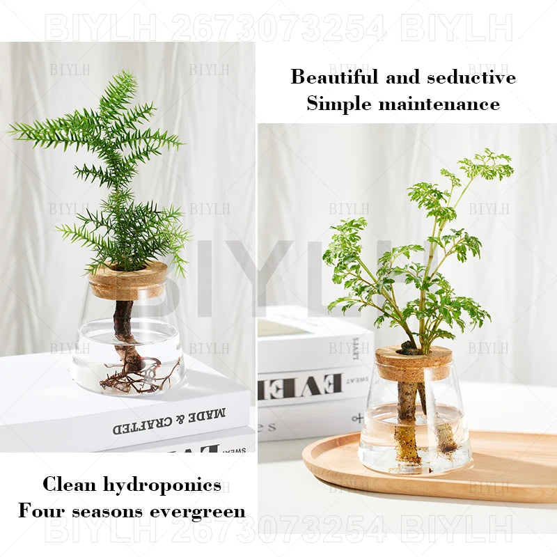 ClearRoot™ Hydroponic Glass Planter with Tray